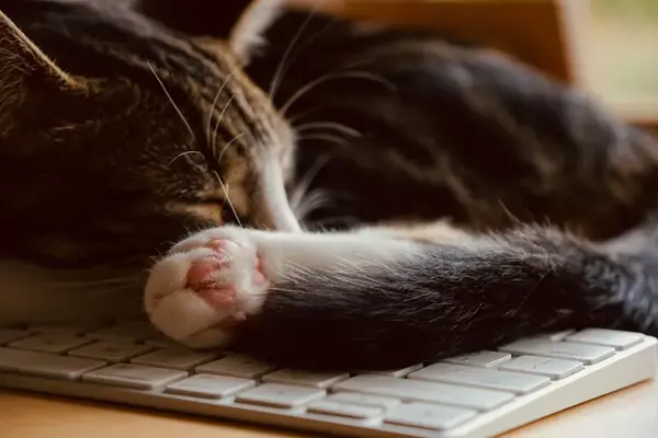 Cat sleeping on a keyboard