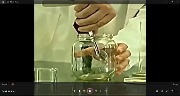 Featured image for The Flea in a Jar